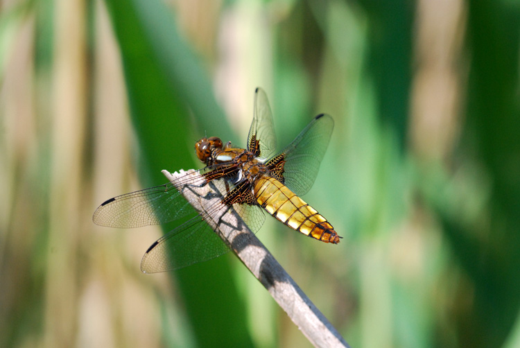 libellula depressa femmina